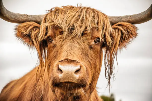 portrait of a highland cow in the sun