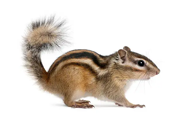 Siberian chipmunk, Euamias sibiricus, standing in front of white background.