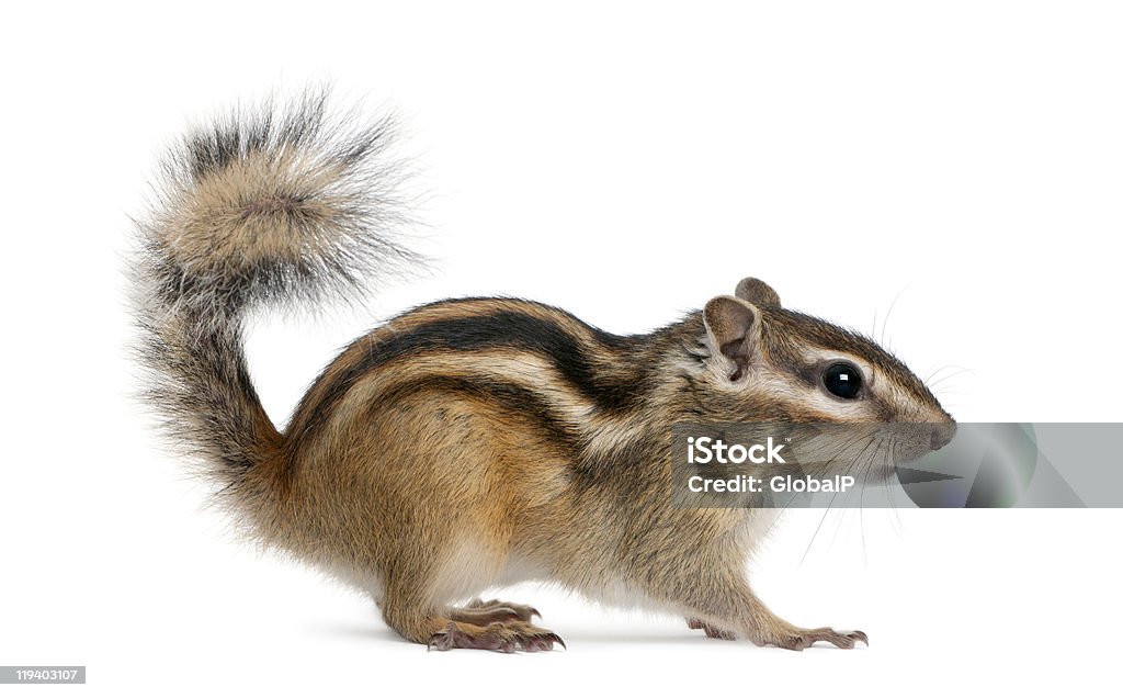 Perfil de Esquilo siberiano, Euamias sibiricus, em pé. - Royalty-free Cciuridae Foto de stock