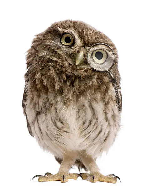 Photo of Little Owl wearing magnifying glass, 50 days old, standing.