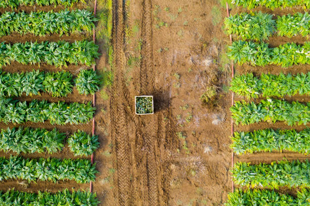 istock Artichokes field ready for picking, Aerial view. 1194031120