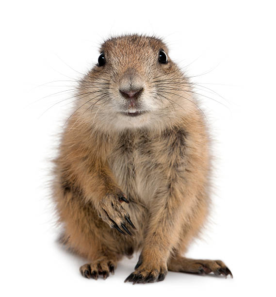 istock Front view of Black-tailed prairie dog sitting 119403124