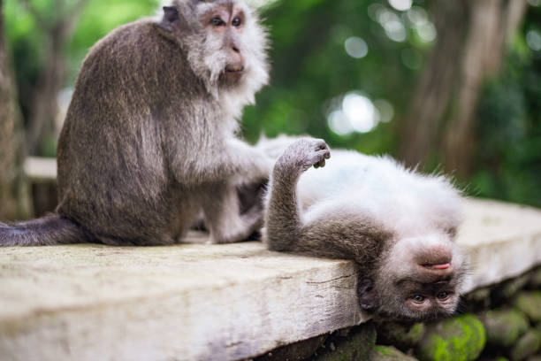 원숭이 그루밍, 원숭이 숲, 우붓, 발리, 인도네시아 - animal ape monkey bonding 뉴스 사진 이미지