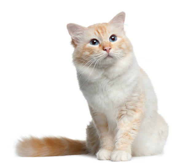 istock Front view of Birman cat, sitting and looking away. 119403164
