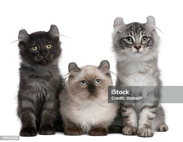 Tres American Flexión Kittens 3 Meses De Edad Sentado Foto de stock y más banco de imágenes de Acostado