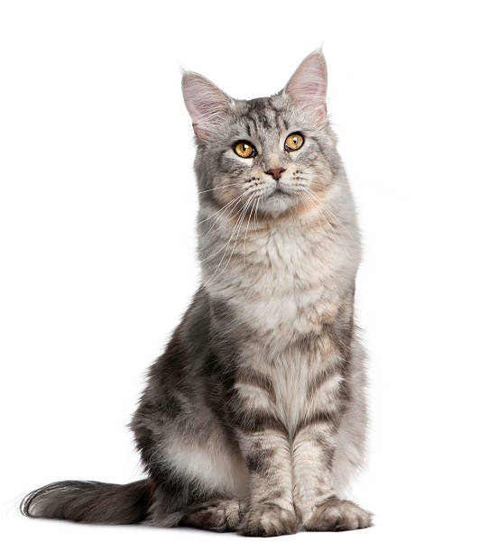 istock Front view of Maine Coon, standing and looking up. 119403213