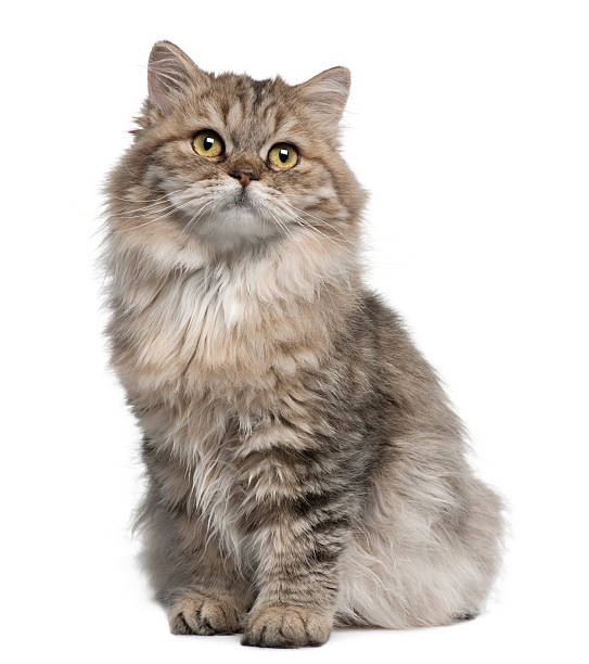 istock Front view of British Longhair kitten, 3 months old, sitting. 119403273