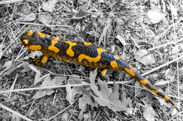 salamandra venenosa ,linnaeus,werneri ,sochurek,gayda - mosque of al bayda fotografías e imágenes de stock