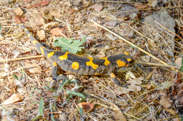 salamandra venenosa ,linnaeus,werneri ,sochurek,gayda - mosque of al bayda fotografías e imágenes de stock