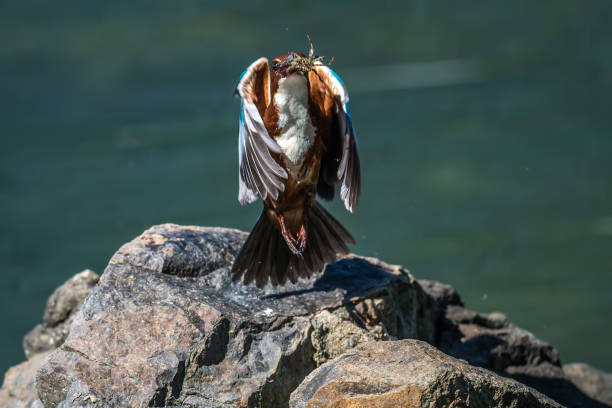 istock White-breasted Kingfisher 1194034638
