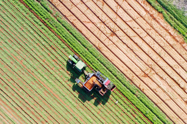 istock Two row Carrot Picker processing rows of ripe Carrots 1194035445