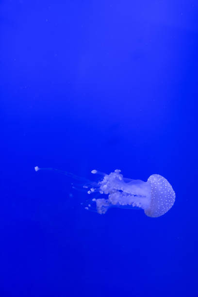istock Blue transparent jellyfish floats through water on a blue background. Free space for text 1194042330