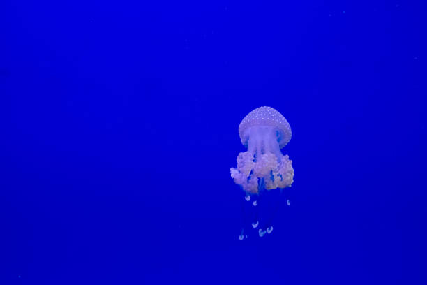 istock Blue transparent jellyfish floats through water on a blue background. Free space for text 1194042331