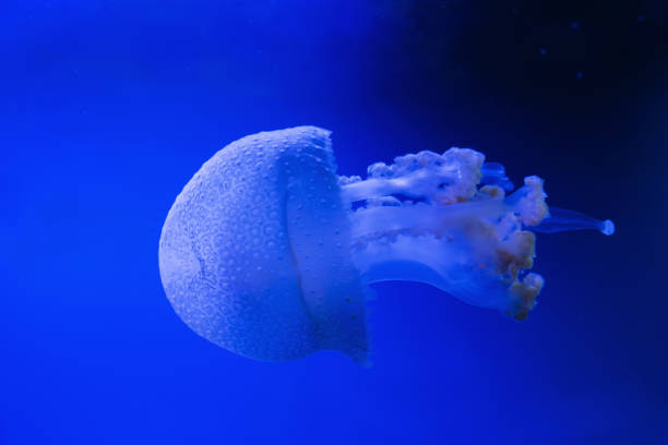 istock Blue transparent jellyfish floats through water on a blue background. White-spotted jellyfish 1194042334