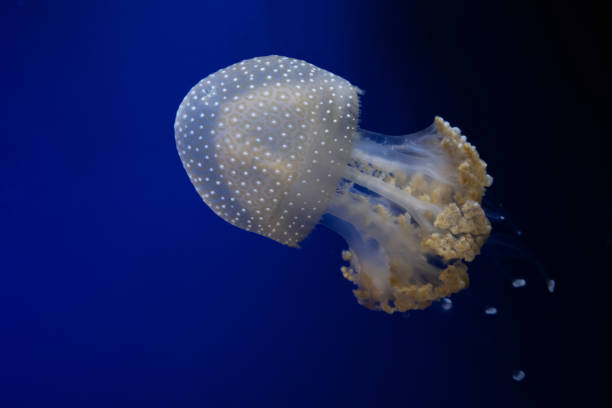 istock White-spotted jellyfish floats through water on a blue background. Free space for text 1194042339