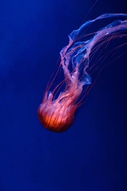 istock Glowing orange jellyfish chrysaora pacifica on deep phantom blue 1194042366
