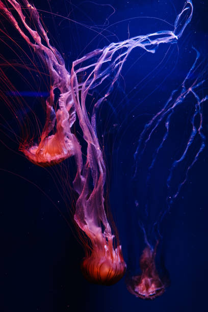 istock Glowing orange jellyfish chrysaora pacifica on deep phantom blue 1194042394