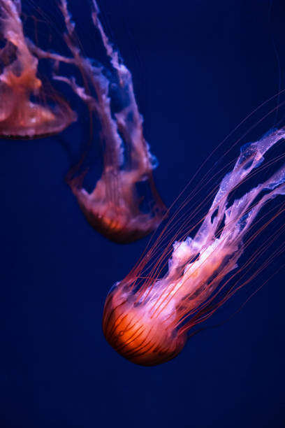 istock Glowing orange jellyfish chrysaora pacifica on deep phantom blue 1194042400