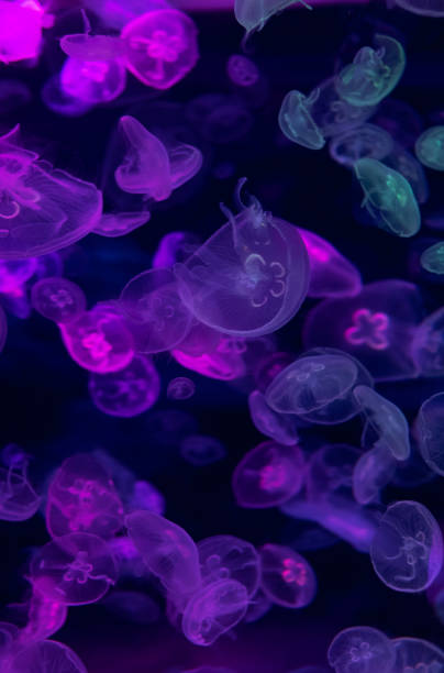 istock Moon jellyfish Aurelia aurita illuminated with neon light. Abstract background 1194042427