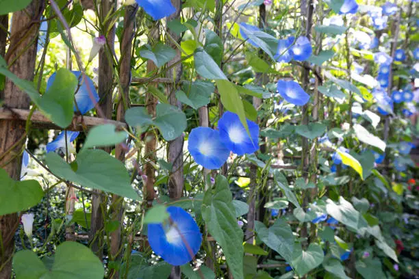 Photo of Blue Star Ipomoea tricolor Heavenly Blue