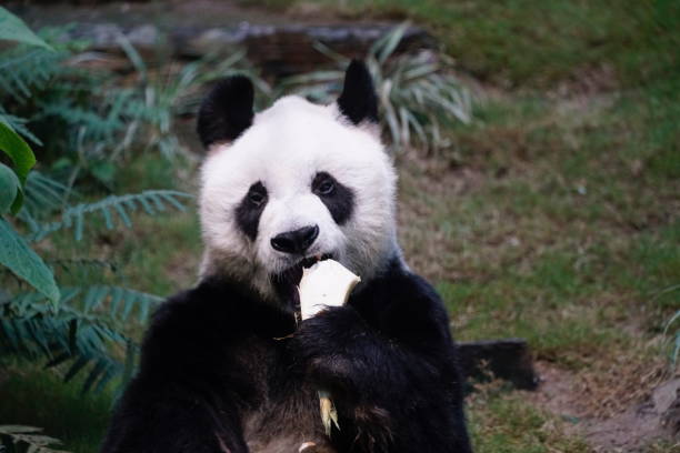 홍콩 오션파크에 사는 �귀여운 팬더 - panda giant panda china eating 뉴스 사진 이미지