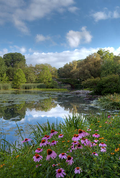 istock Summer in Central Park by the pond with flowers 119404346