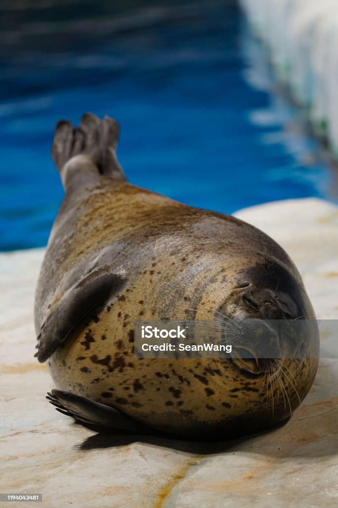 Seals In Hong Kong Ocean Park Stock Photo - Download Image Now - Animal,  Animal Body Part, Animal Head - iStock