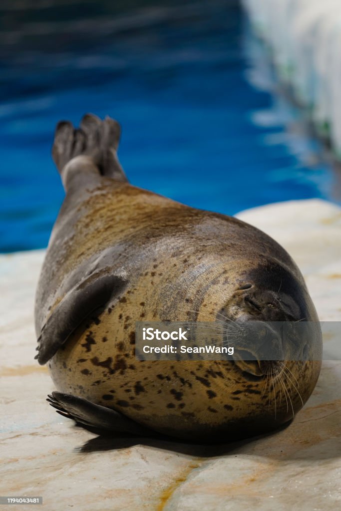 Seals In Hong Kong Ocean Park Stock Photo - Download Image Now - Animal, Animal Body Part, Animal Head - iStock Seals In Hong Kong Ocean Park Stock Photo - Download Image Now - Animal, Animal Body Part, Animal Head - iStock