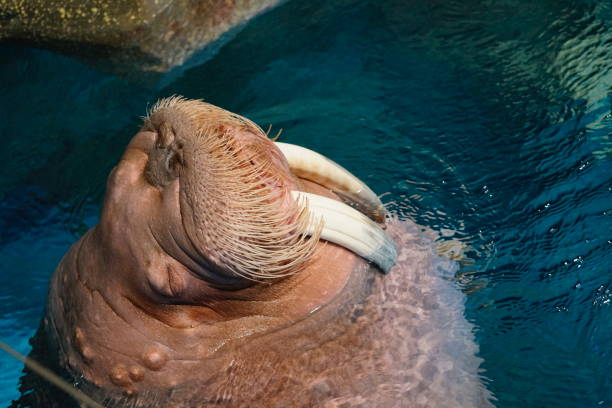 Ocean Park, Aberdeen, Hong Kong - 2 March 2019: A walrus lives, swimming in Ocean Park, a famous theme park in Hong Kong.