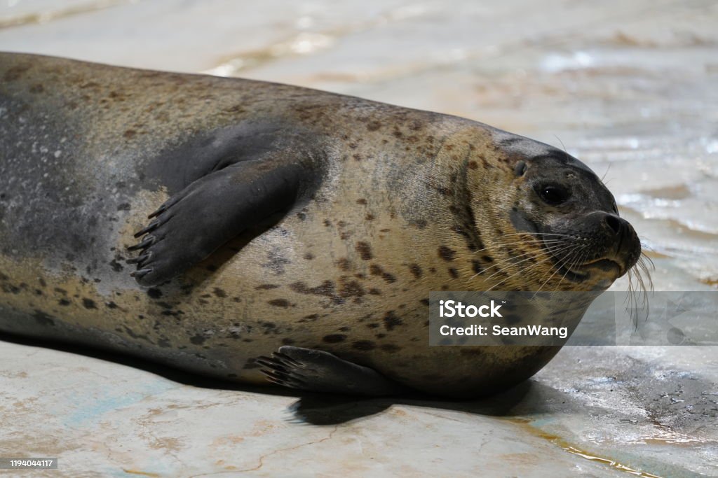 Seals In Hong Kong Ocean Park Stock Photo - Download Image Now - Animal,  Animal Body Part, Animal Head - iStock