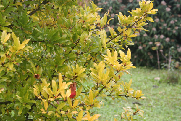 istock Pomegranate tree with beautiful yellow leaves in autumn. 1194045543