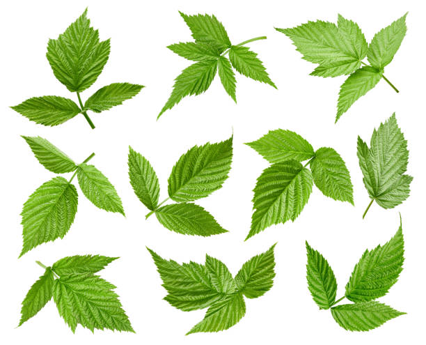 istock Raspberries leaves isolated on a white background 1194046908