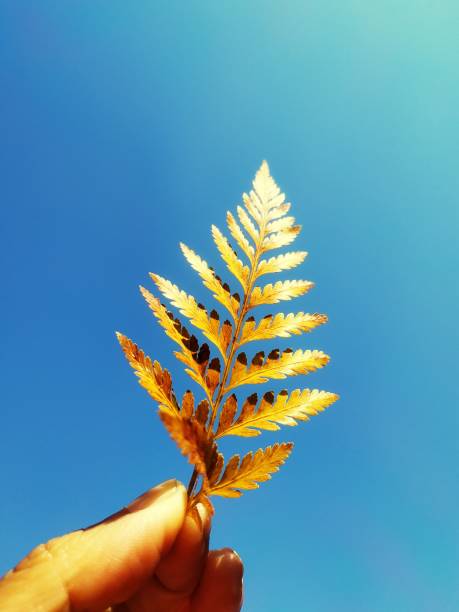 istock Give fearn leaf for clear sky 1194047005