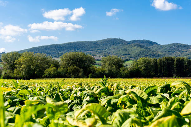 A tobacco field A tobacco field in Umbria with some hills in the background. country road sky field cloudscape stock pictures, royalty-free photos & images