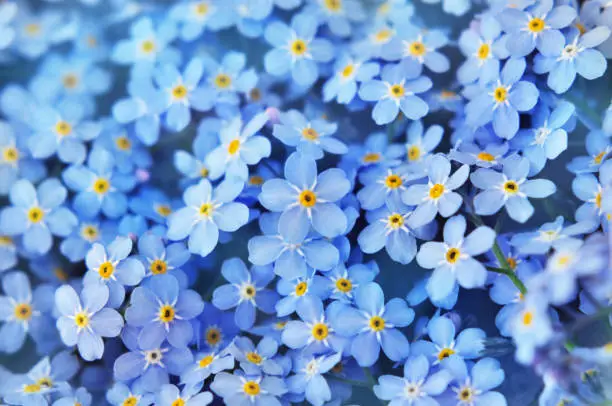 Photo of Spring blue forget-me-nots flowers posy