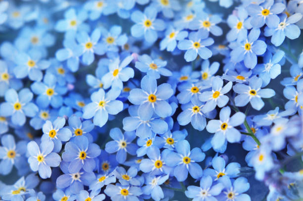 spring blue forget-me-nots flowers posy - miosótis imagens e fotografias de stock