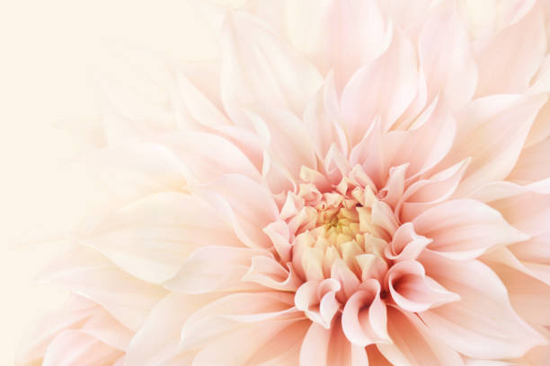 istock Summer blossoming delicate dahlia, blooming flowers festive background 1194048055