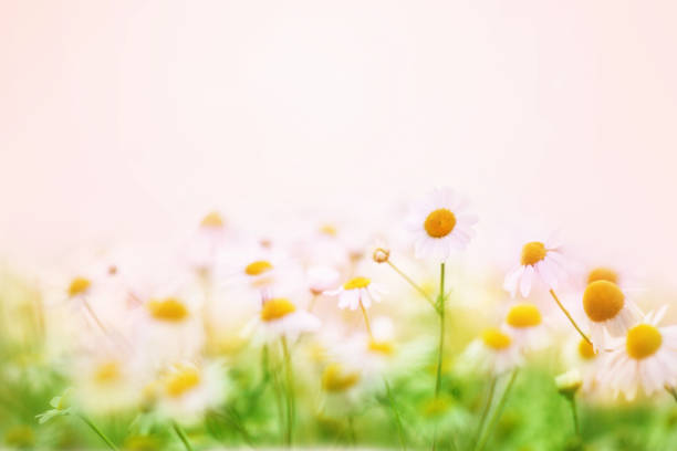 istock Summer blossoming daisies, chamomiles on meadow 1194048144