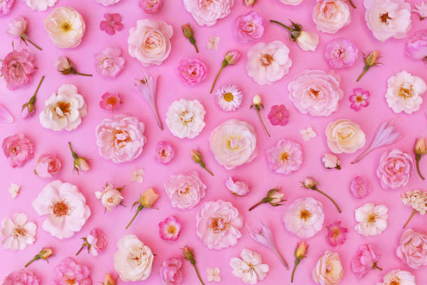 istock Summer blossoming delicate rose blooming flowers festive background 1194048806