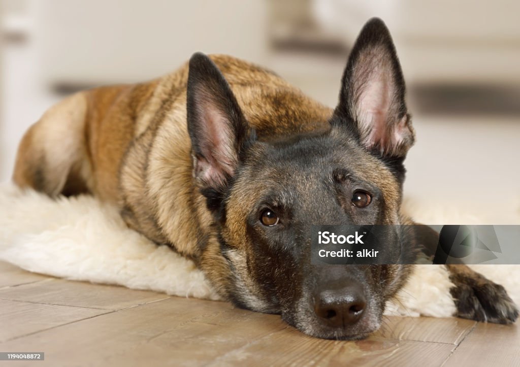 Safkan Belçikalı çoban köpeği Malinois köpek bir kürk halı üzerinde istirahat - Royalty-free Bekçi Köpeği Stok görsel Safkan Belçikalı çoban köpeği Malinois köpek bir kürk halı üzerinde istirahat - Royalty-free Bekçi Köpeği Stok görsel