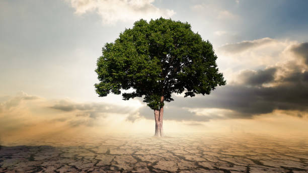 istock Single big tree with crackle soil and ray ligh 1194049838
