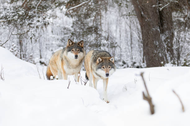 istock Two beautiful and curious wolves in cold winter landscape 1194055826