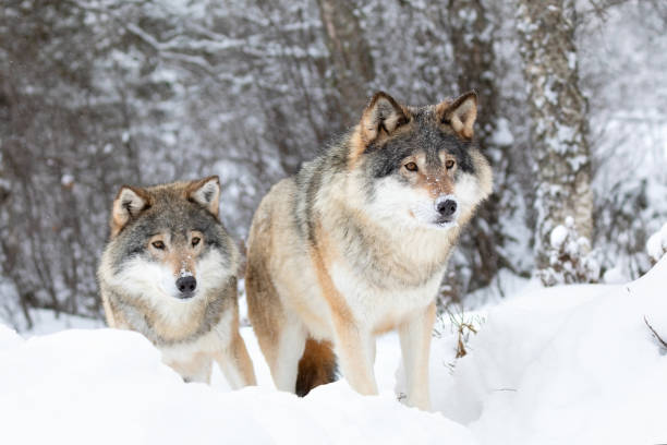 istock Two magnific wolves in wolf pack in cold winter forest 1194055846