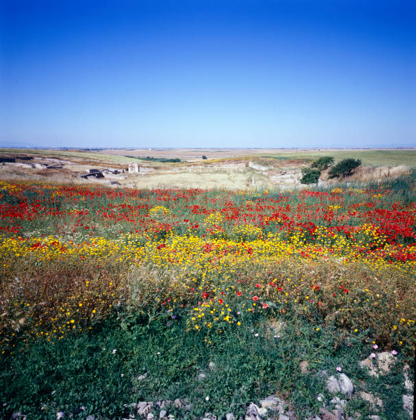 Ordona, Foggia, Puglia, Italy - The archeological site of Herdonia or Herdoniae, a Roman town now surrounded by the deserted nature of the country.