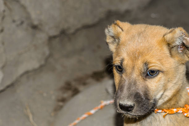 istock Puppy with a home made collar 1194057123