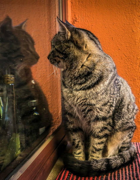 istock Domestic brown cat on a ledge looking at his reflection in a kitchen window 1194058215