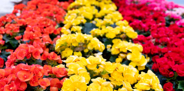 Rieger begonia flowers blossoming in the park.