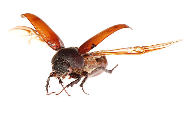 flying brown scarab beetle stock photo