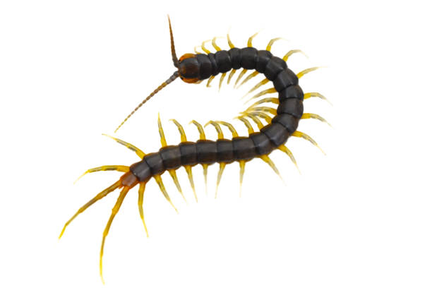 istock centipede (Scolopendra sp.) centipede isolated on white background. 1194059492