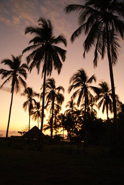 istock Coconuts and 